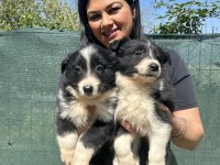 Zeka küpü border collie yavrularım