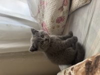 Yavru british shorthair kedisi