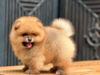 Mersin İçi Pomeranian Yavruları