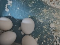 Yumurtalı takım muhabbet kuşu sahiplendirilecektir