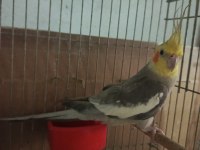 Eşe Hazır 1 Yaşında Evcil Erkek Sultan Papağanı