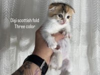 AİLEYE UYGUN BEBEK KEDİLER