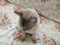 British shorthair ücretsiz sahiplendirme