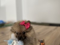 Sevimli Surat Pomeranian Boo