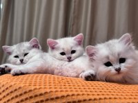 Safkan British Shorthair İzmir İçine