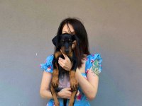 İri doberman yavrularım
