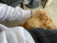 İngiliz Cocker Köpeği