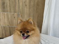 Pomeranian micro dişi