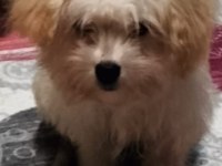 Yeni yavru köpeklerimiz sahiplerini bekliyorlar