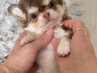 Xs Dişi Erkek Safkan Chihuahua Yavrularımız