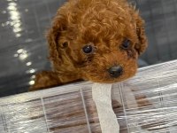 micro kore teacup poodle
