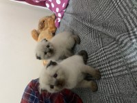 British longhair 5 adet yavrum