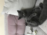 British shorthair