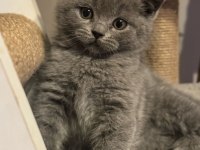 British shorthair kedisi