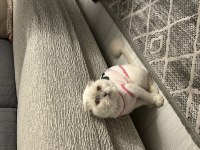 1 yaş scottish fold dişi