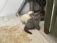 Yakışıklı paşalarım scottish fold