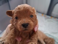 Evde Büyüyen Poodle Kalitesinde Maltipoo Bebekler