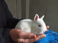 Yeni Zelanda tavşan