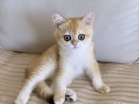 Safkan British Shorthair Golden dişi yavru