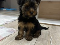 Terrier Yorkshire