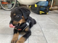 Yavru Erkek Rottweiler