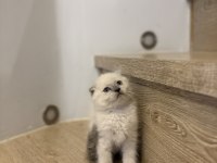 Scottısh Fold Longhaır Yavrularım