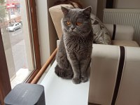 2 yaşında british shorthair erkek