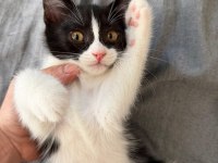 SMOKİN YAVRU KEDİLER