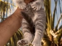 Ayı suratlı british tabby yavrularımız