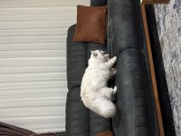 Dişi british longhair kedime eş arıyorum