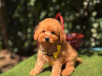 Orjinal Toy Poodle Yavrumuz
