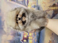 Pomeranian baby face köpeğimiz