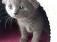 Scottish fold yavrumuzu sahiplendiriyoruz