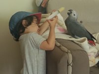 Jako papağanı bebek yeme düştü