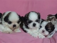Sağlıklı mükemmel shih tzu yavrularımız