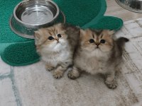 LONGHAİR YAVRULARIMIZ YENİ SAHİPLERİNİ BEKLİYOR