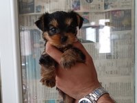 A kalite teacup kg garantili erkek yorkshire terrier yavru