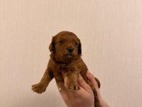 Toy Poodle Köpeğimiz Tarçın