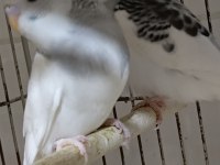 İmalattan Halka Muhabbet Kuşlar