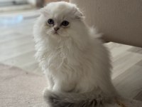 Dünyalar güzeli scottish fold bebekler