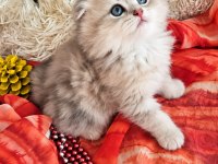 Golden Scottish Fold Pofidik Bebekler