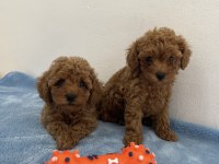 Saf ırk zarafeti poodle