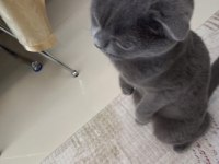 Scottish fold erkek 3 yaşında