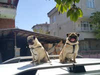 Pug mops sahiplendirilecek