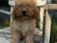 Kıvır kıvır f1 maltipoo
