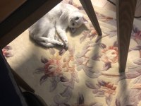 1 yaşında dişi british shorthair kızımız