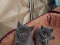 ORJİNAL BRİTİSH SHORTHAİR KEDİLERİMİZ
