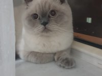 Scottish fold
