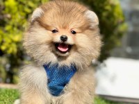 Sevimli Pomeranian Boo Yavrularımız