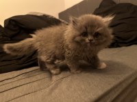 2 aylık muhteşem ve özel british longhair